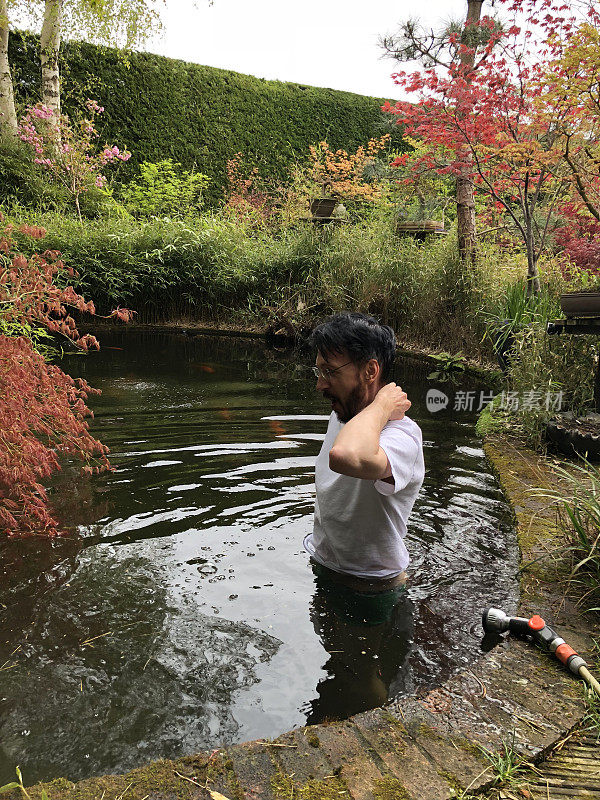 男子跳入大型花园锦鲤池在冰冷的水清洁池塘杂草和毯子，清洁金鱼池在景观东方花园与日本枫树，盆景树和利兰针叶树对冲/利兰柏树对冲